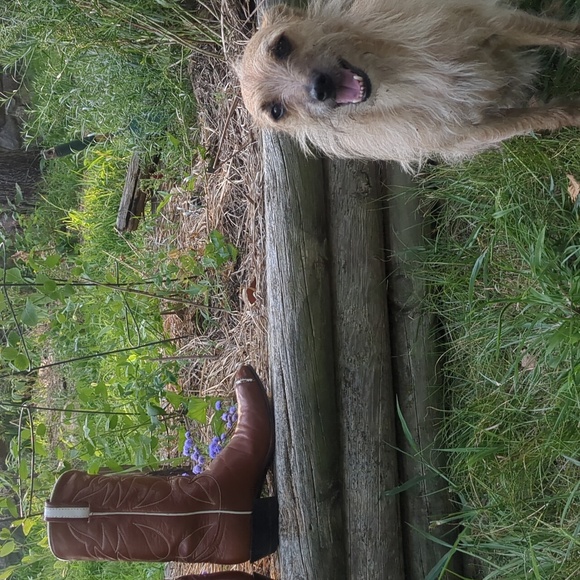 Vintage Black Label Tony Lama Western Boots | Womens 6.5-7D | Mid-calf - Picture 2 of 15